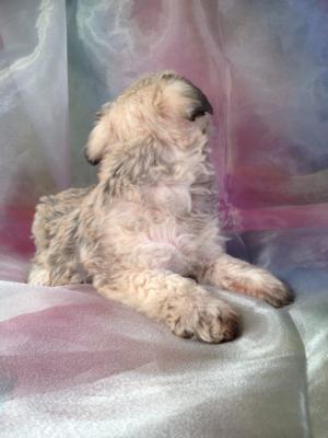 Schnoodle puppy for sale # 8 Ready December 2013 Breeding schnoodles that can be shipped anywhere from Portland Maine, Baltimore, Maryland, DC, down to Charlotte North Carolina and Fort Lauderdale Florida! 4